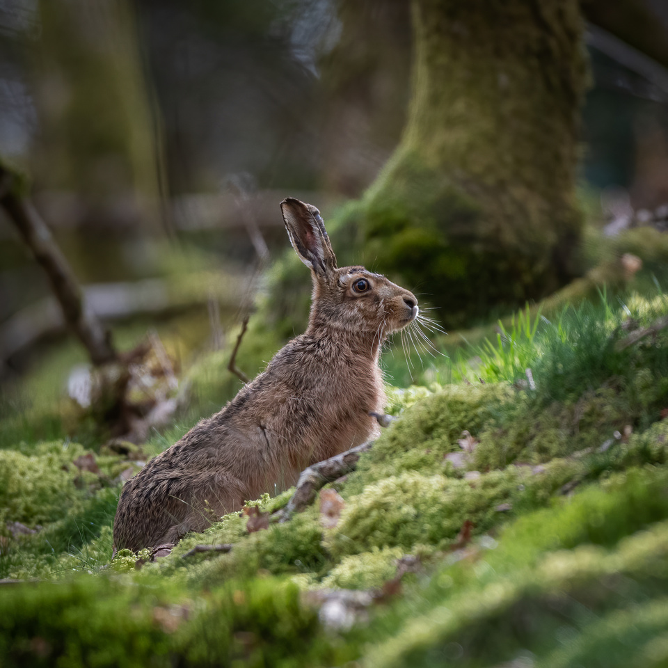 Brown hare (Lepus europaeus)