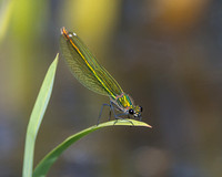 Insects