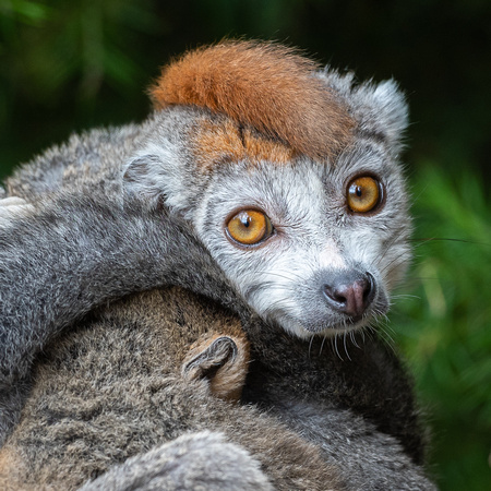 Crowned lemur (Eulemur coronatus)