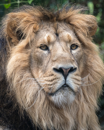 Asiatic lion (Panthera leo leo)