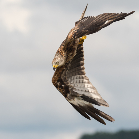 Diving red kite