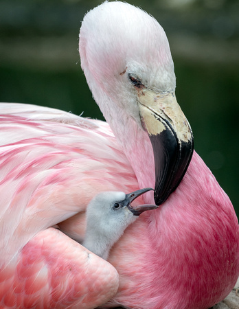 Andean flamingo (Phoenicoparrus andinus)