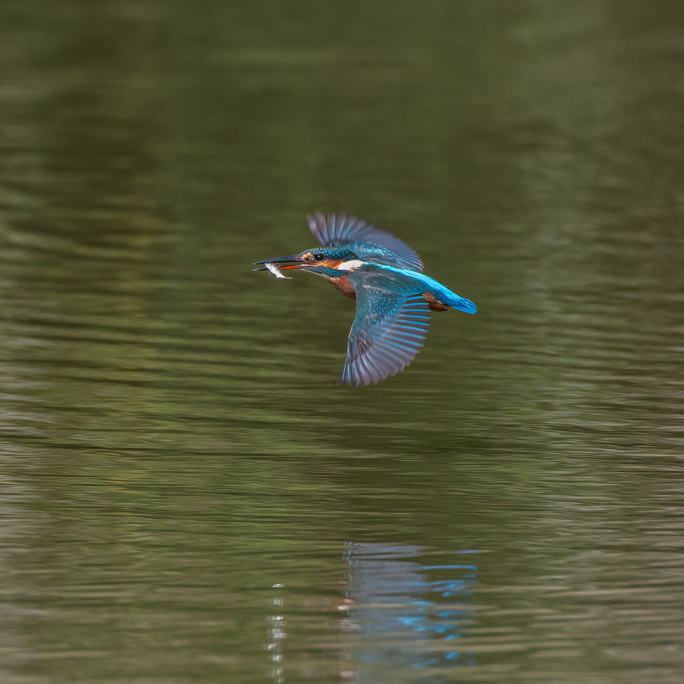 Common kingfisher (Alcedo atthis)