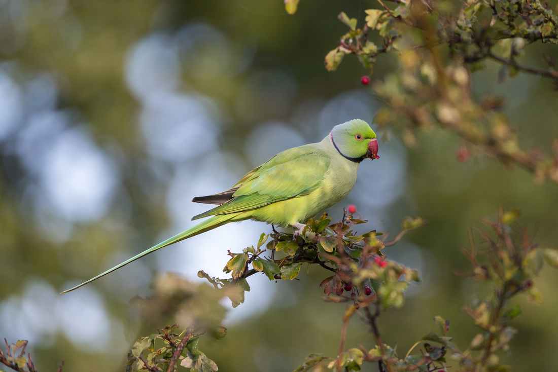 Rose-ringed parakeet (Psittacula krameri)