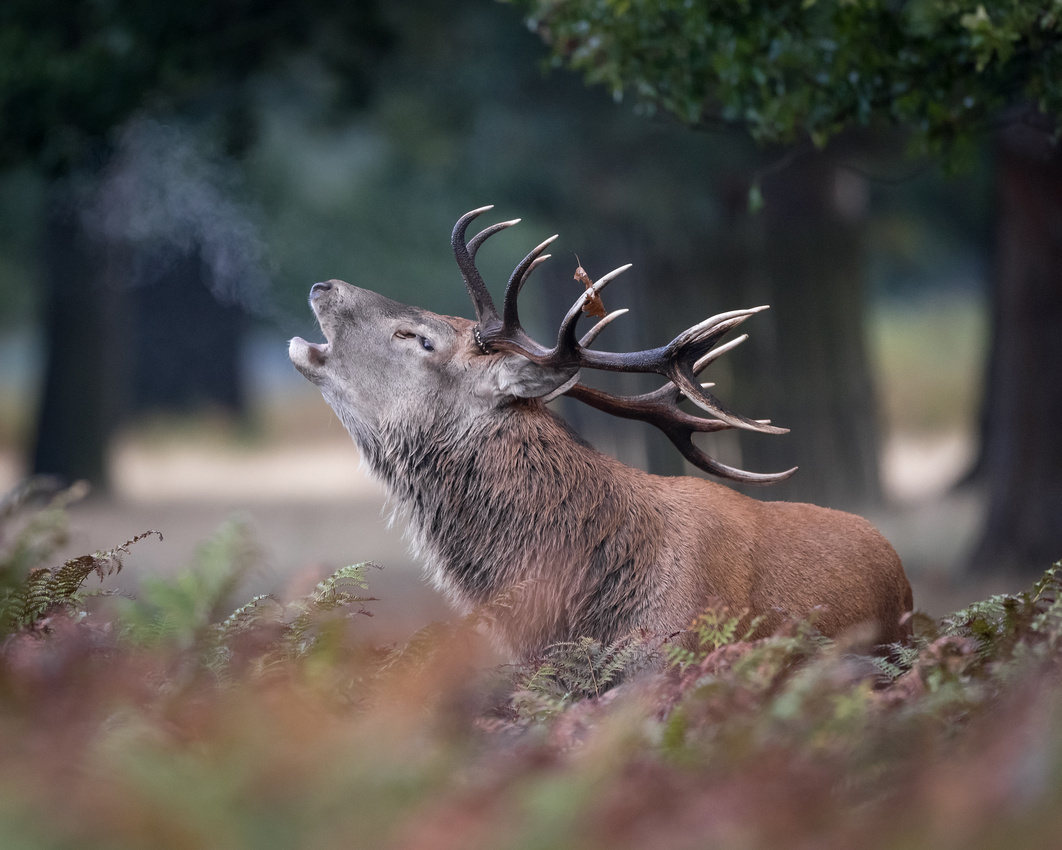 Red deer (Cervus elaphus)