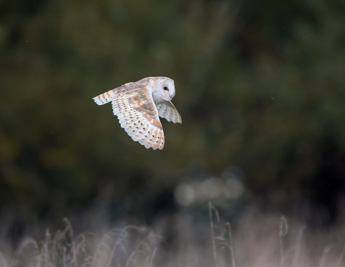 Barn owl (Tyto alba)