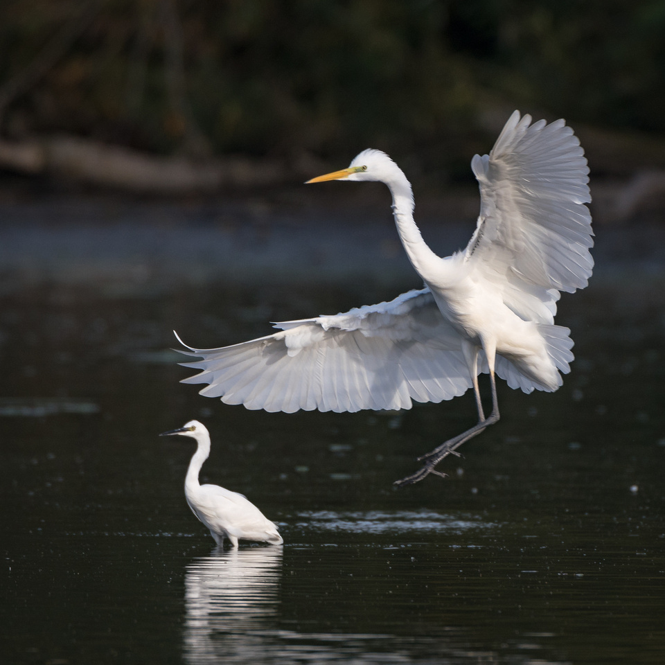 Little egret (Egretta garzetta) & great egret (Ardea alba)