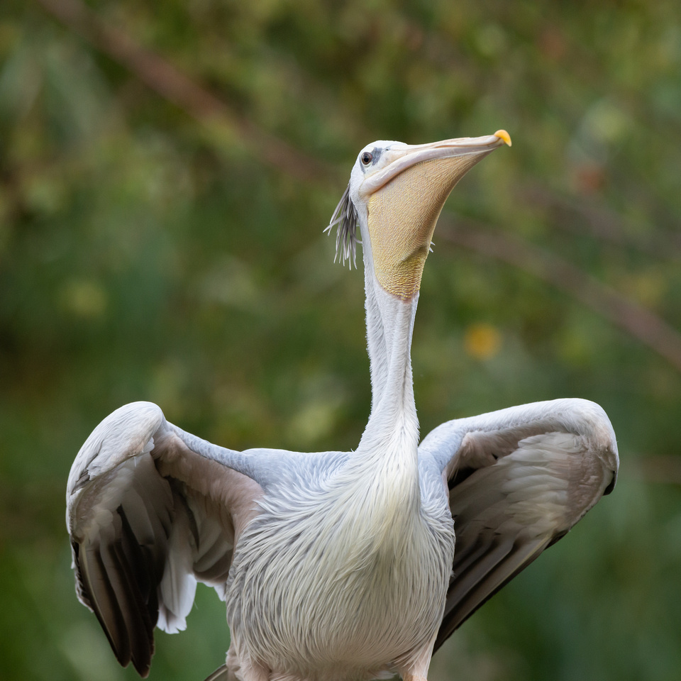 Pink-backed pelican (Pelecanus rufescens)
