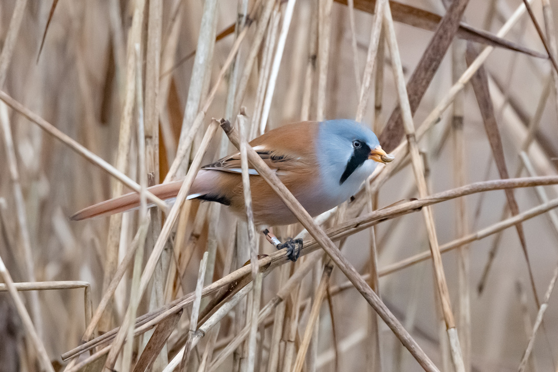 Bearded reedling (Panurus biarmicus)