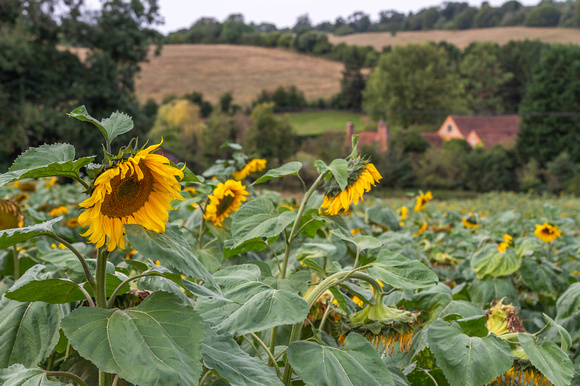 Sunflowers in the Chilterns