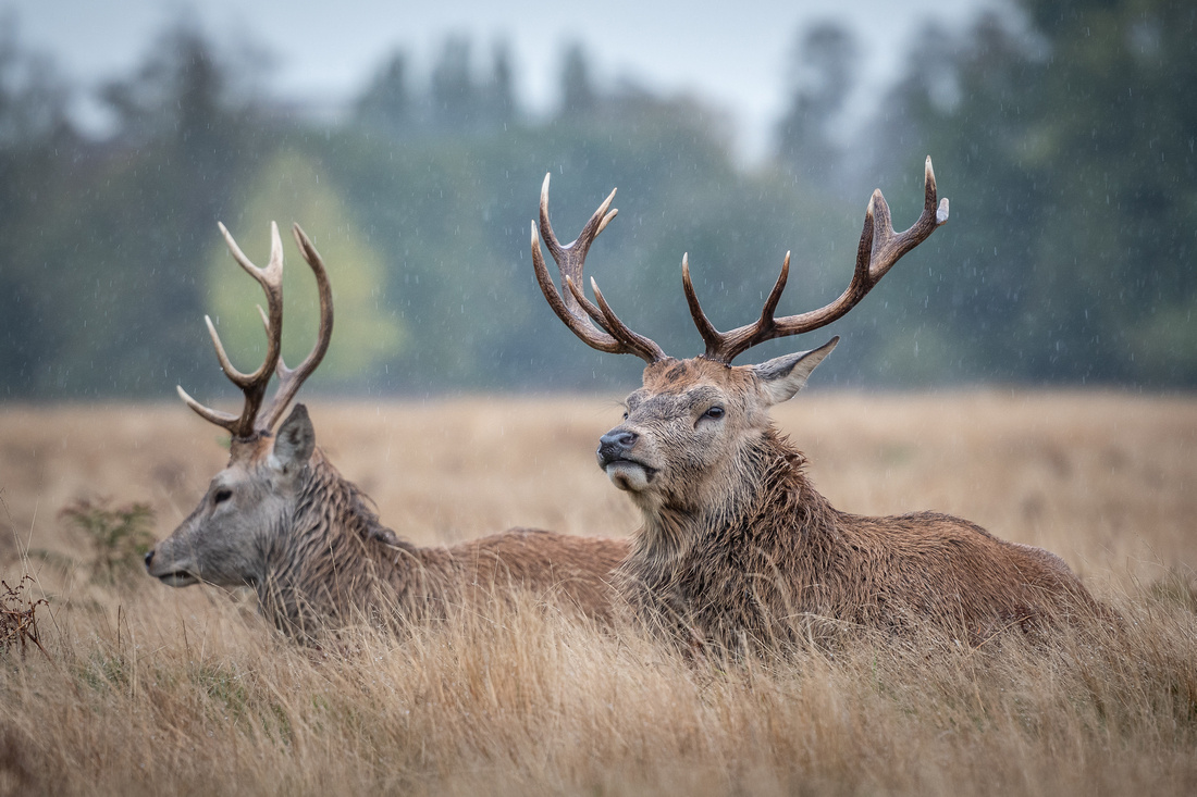 Stag party!