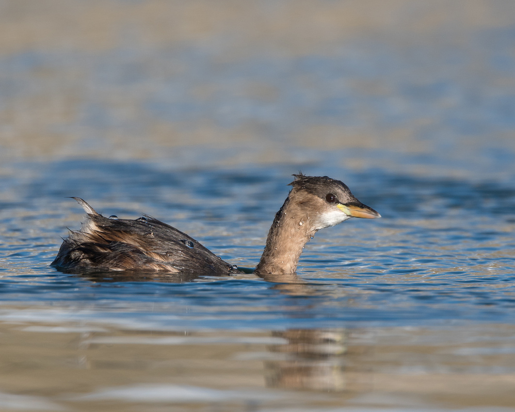 Little grebe (Tachybaptus ruficollis