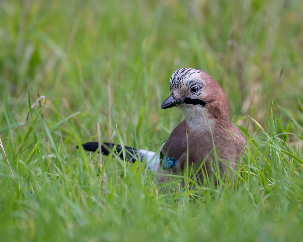 Eurasian jay (Garrulus glandarius)