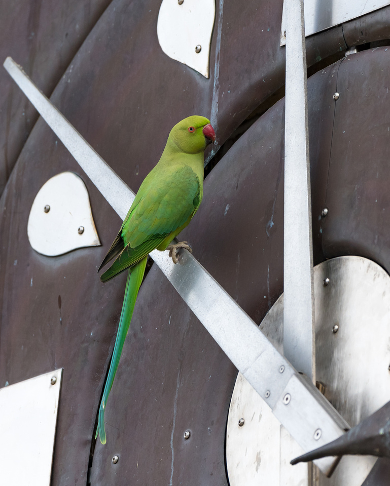 Rose-ringed parakeet (Psittacula krameri)