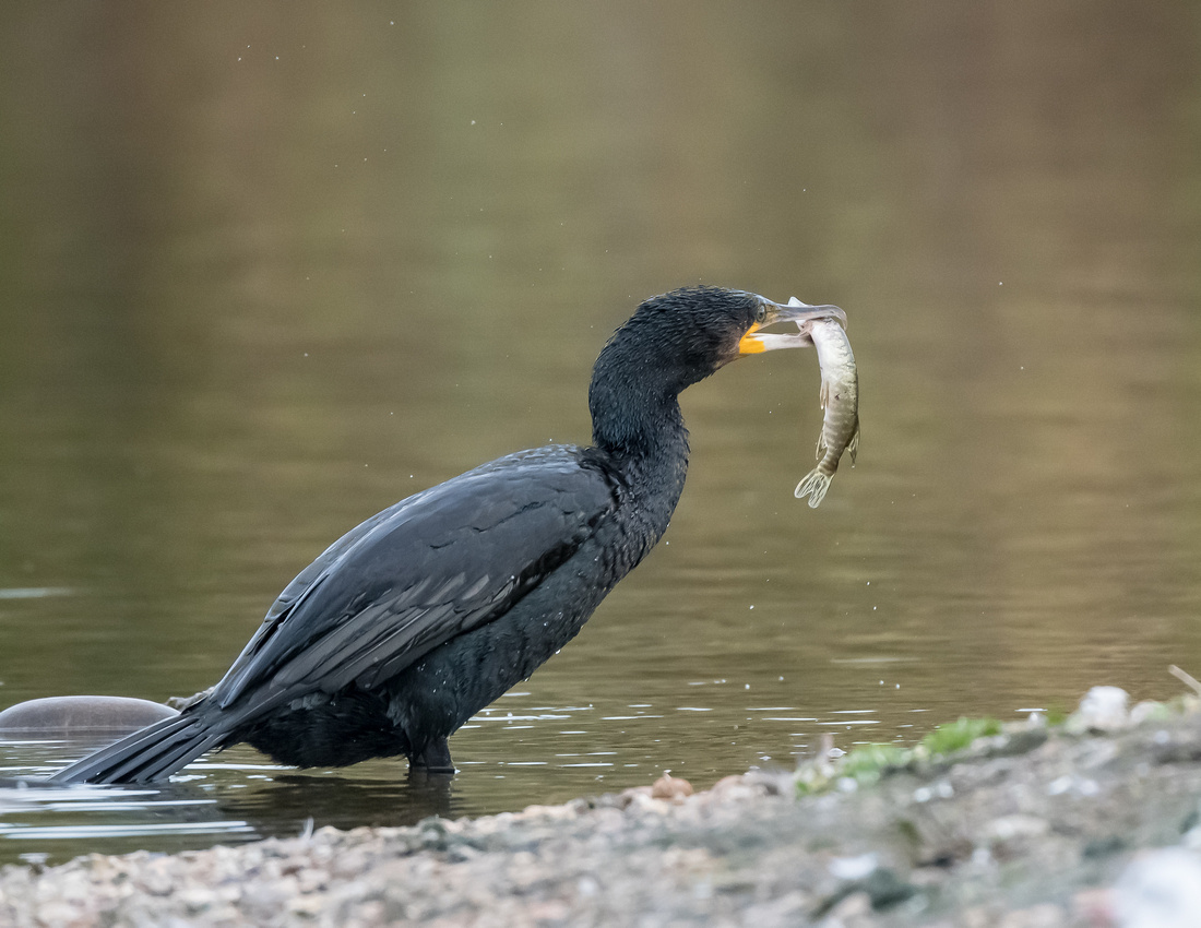 Great cormorant (Phalacrocorax carbo) & Pike (Esox lucius)