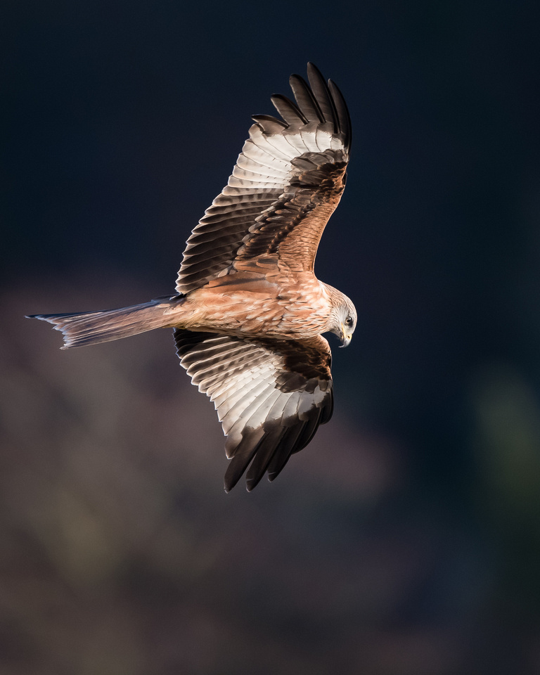 Red kite (Milvus milvus)