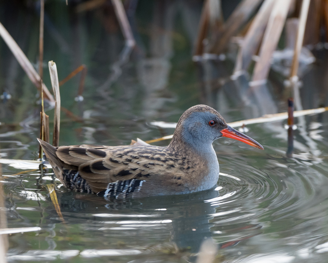 Water rail (Rallus aquaticus)