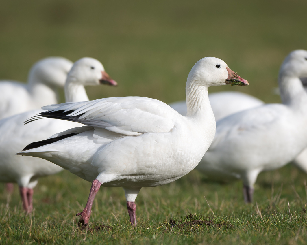 Snow goose (Anser caerulescens)