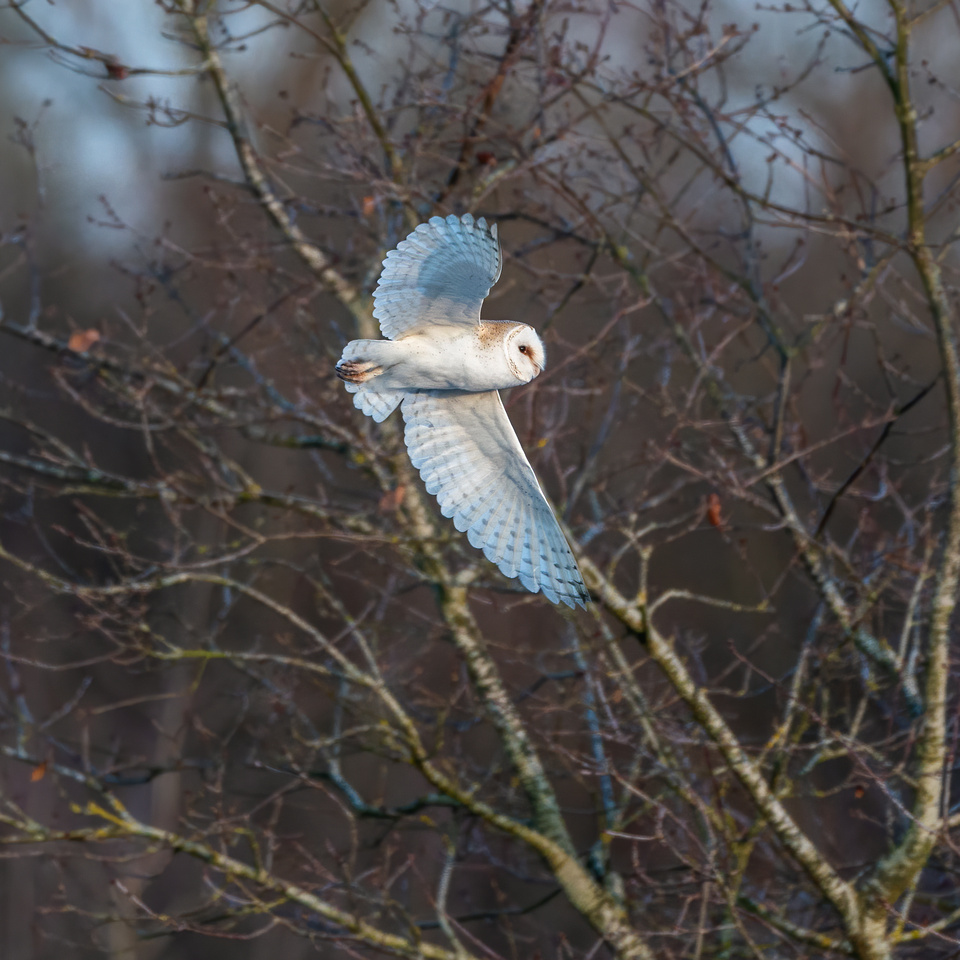 Barn owl (Tyto alba)