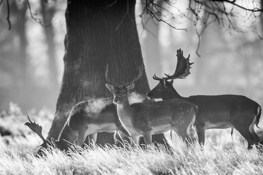 Fallow deer (Dama dama)