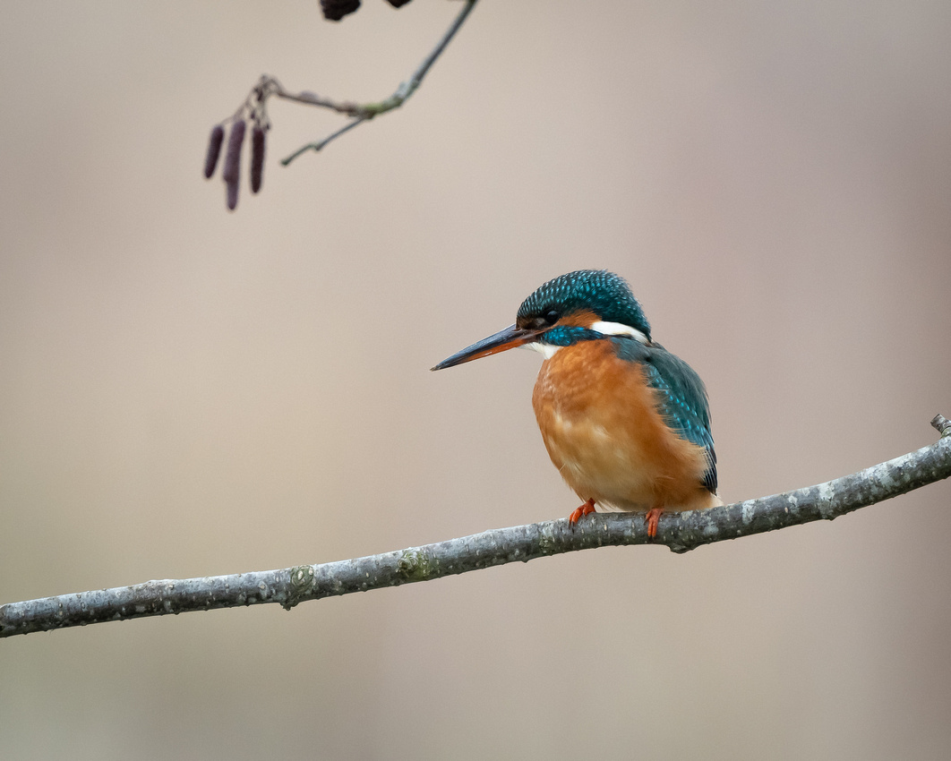 Common kingfisher (Alcedo atthis)