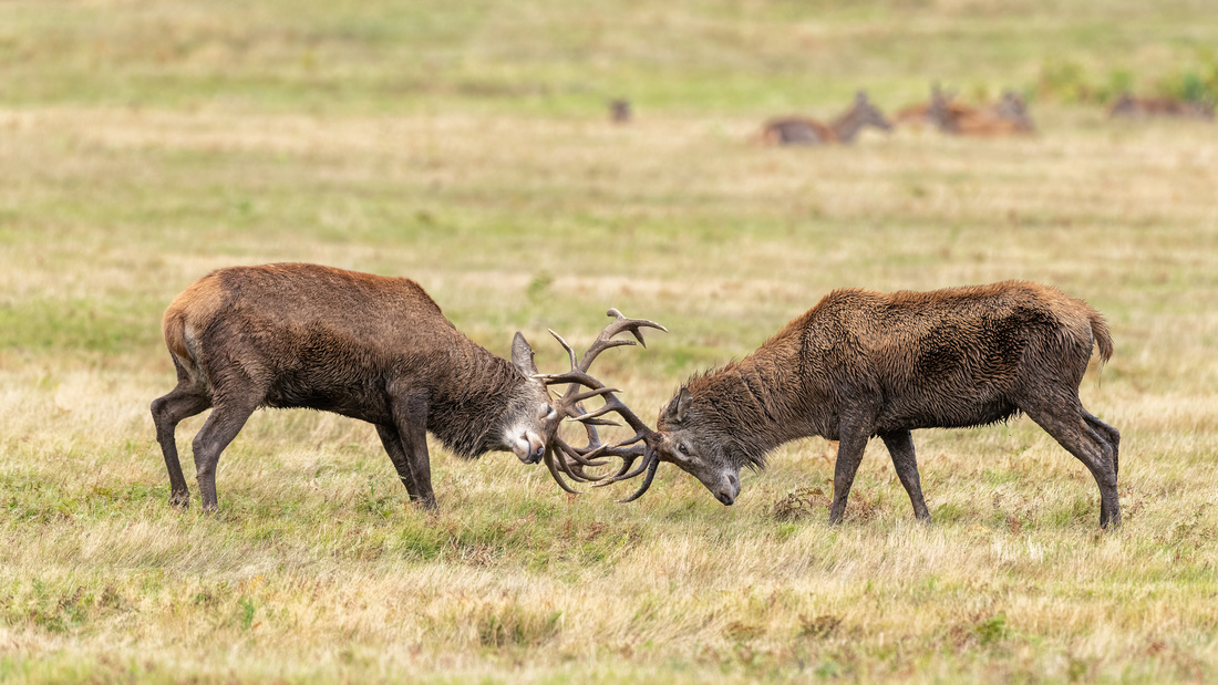 Sparring Red deer stags