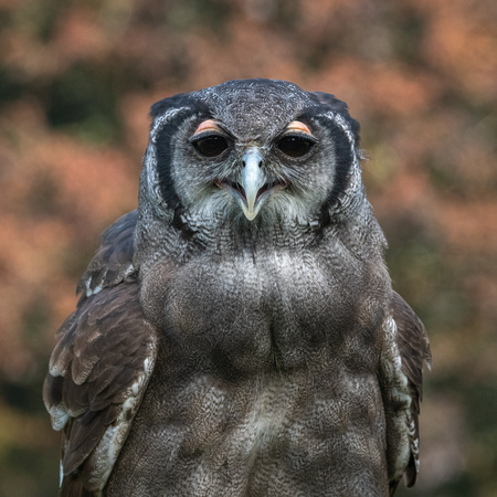 Verreaux's eagle-owl (Bubo lacteus)