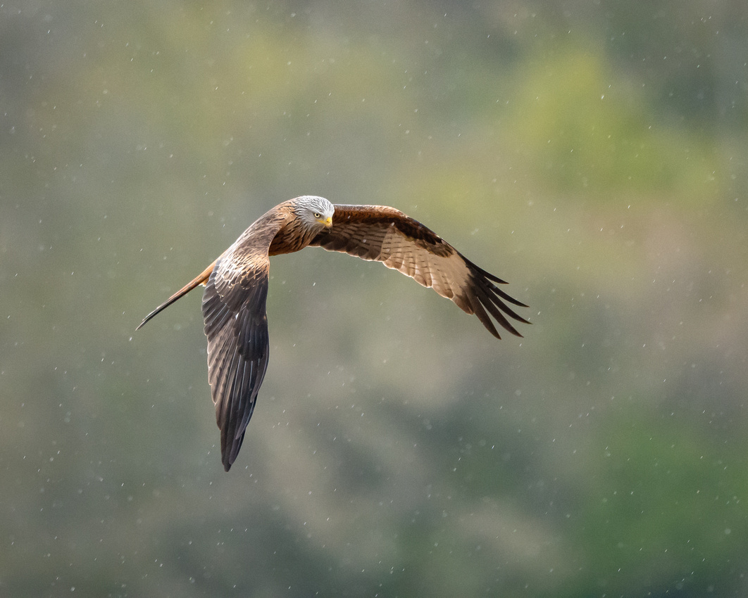 Red kite (Milvus milvus)