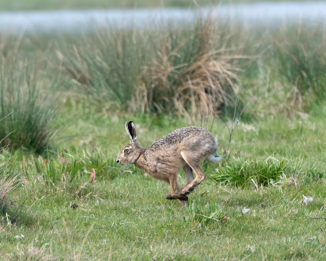 Brown hare (Lepus europaeus)