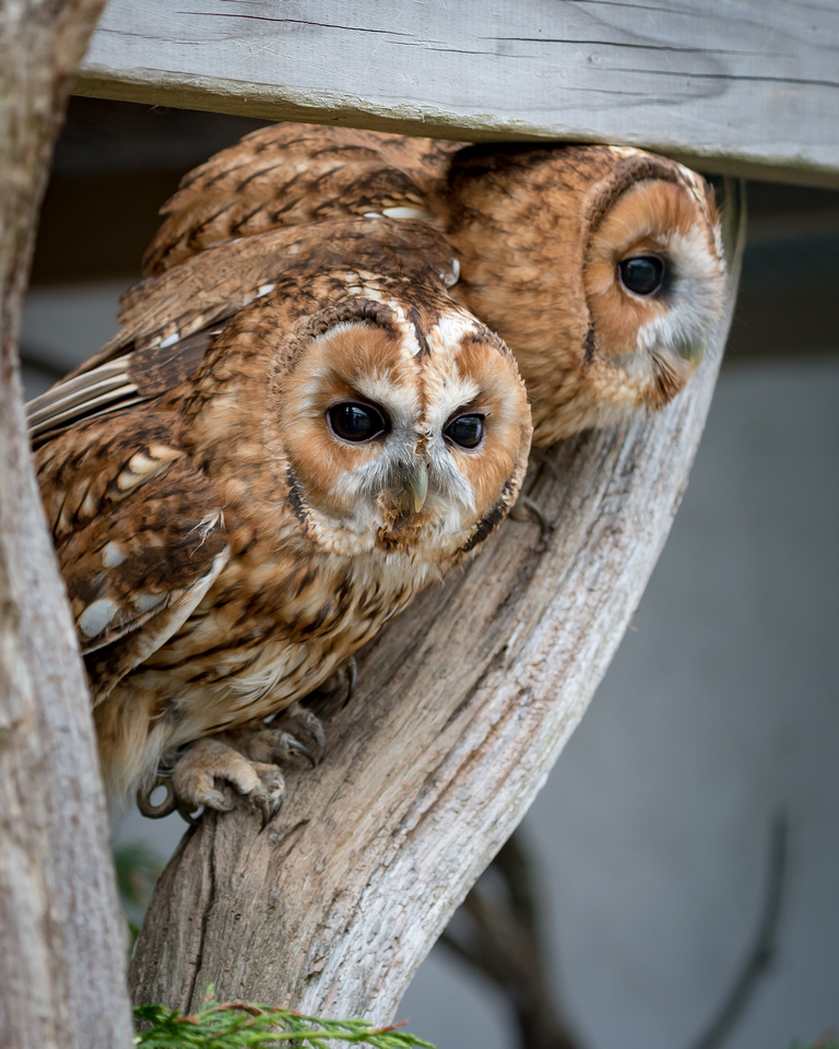 Tawny owls (Strix aluco)