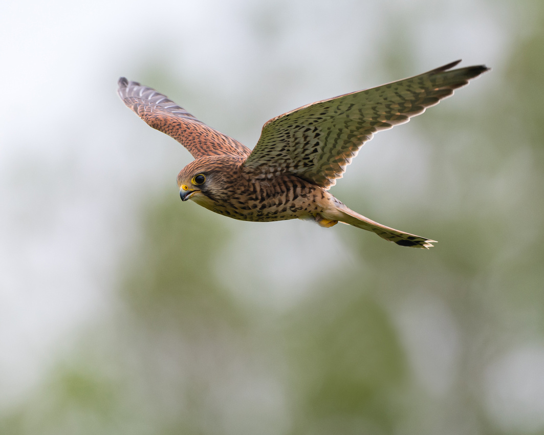 Common kestrel (Falco tinnunculus)