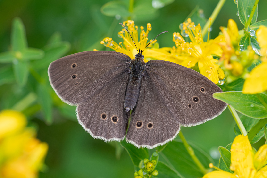 Ringlet (Aphantopus hyperantus)