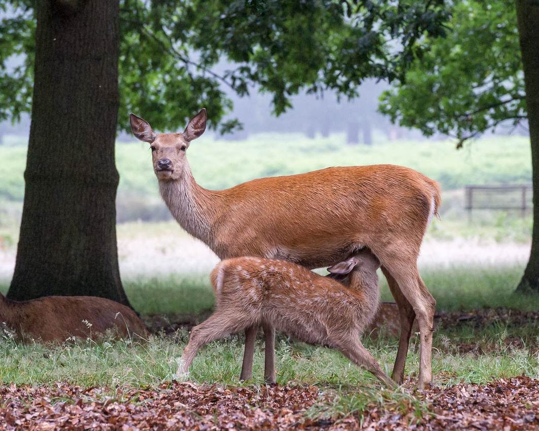 Feeding time....