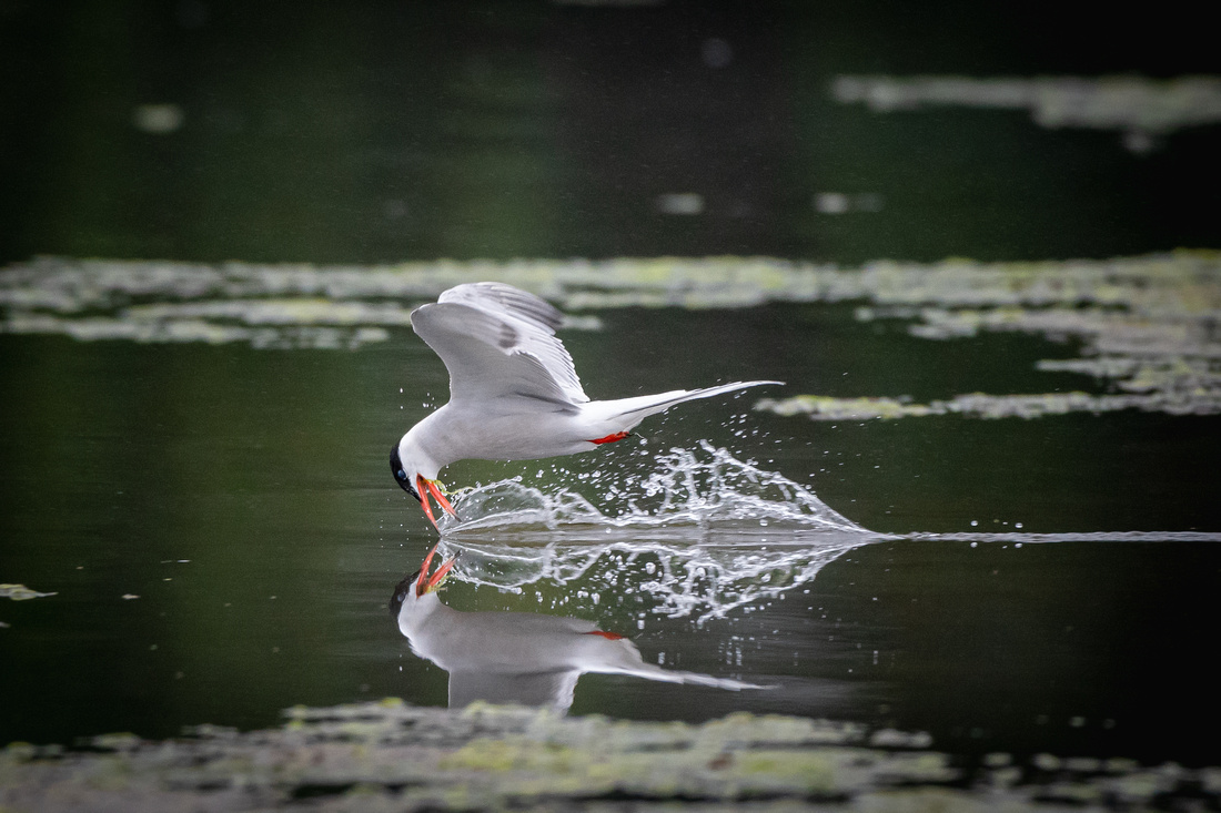 Common tern (Sterna hirundo)