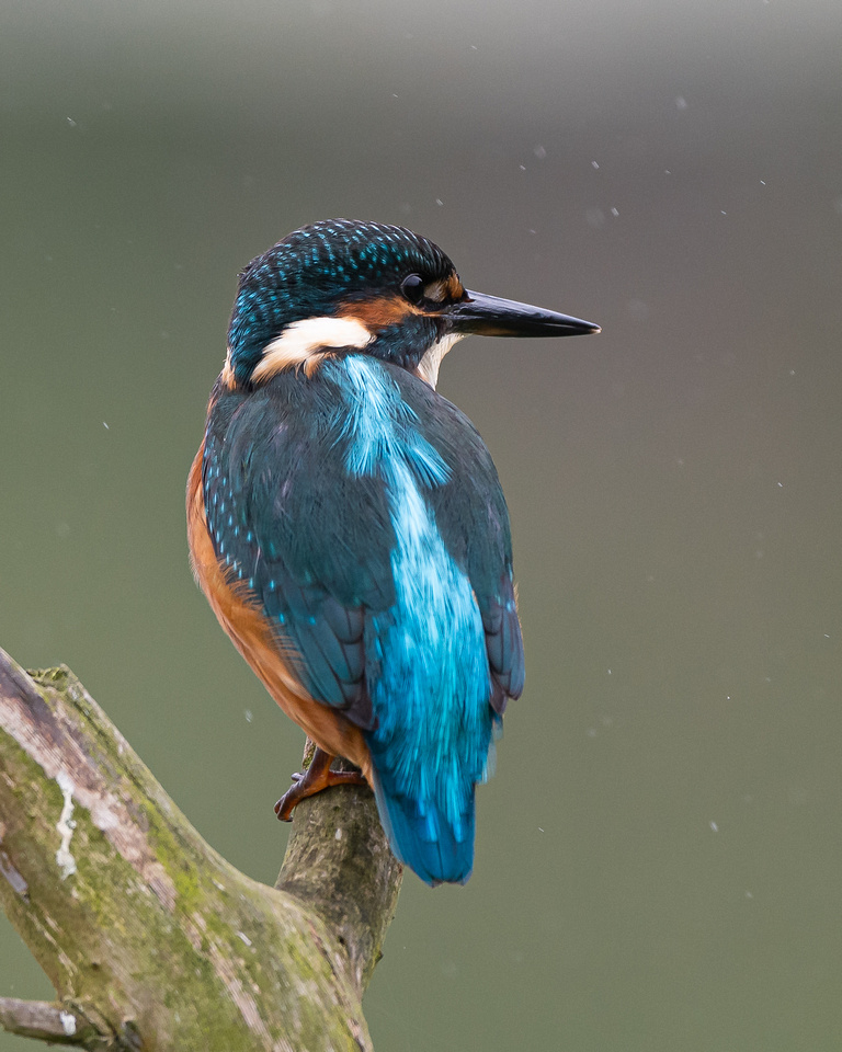 Juvenile common kingfisher (Alcedo atthis)