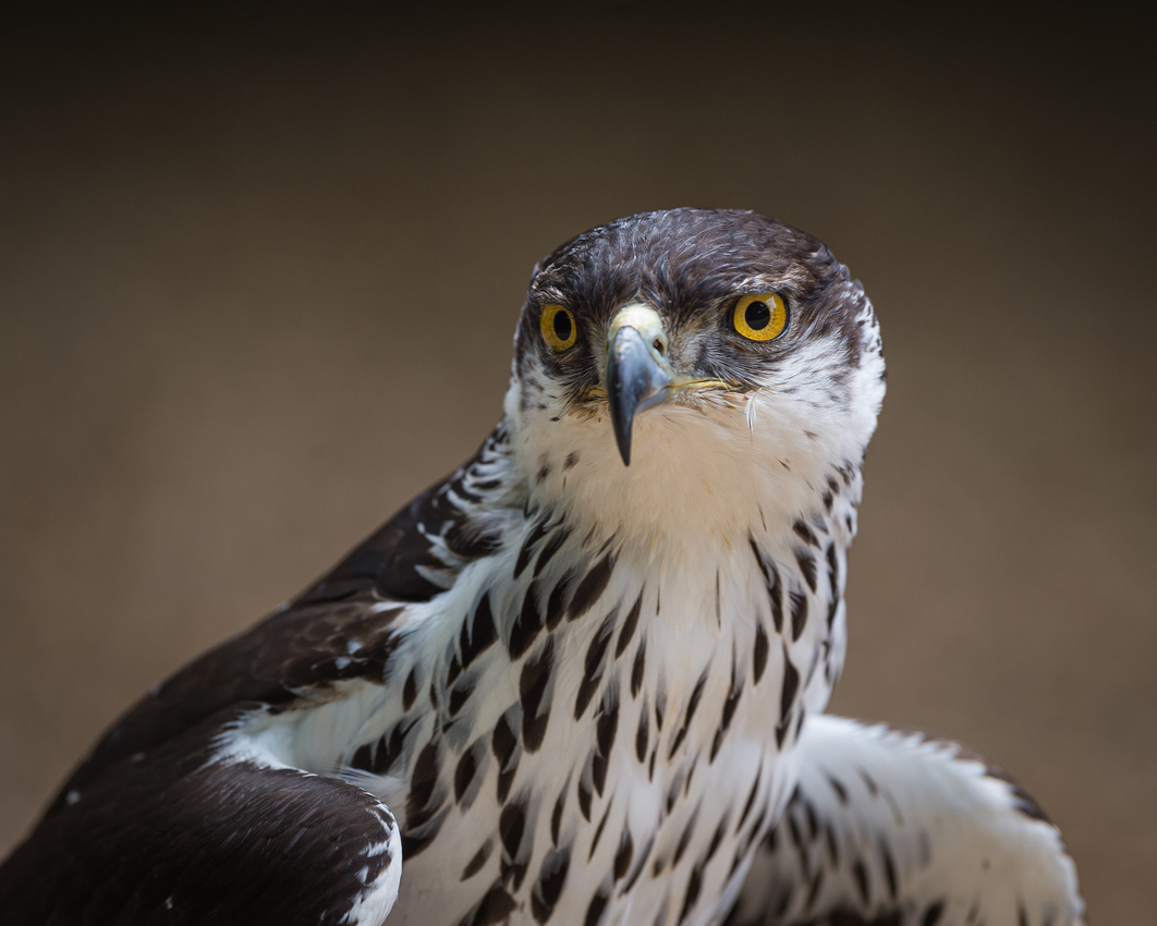 African hawk-eagle (Aquila spilogaster)