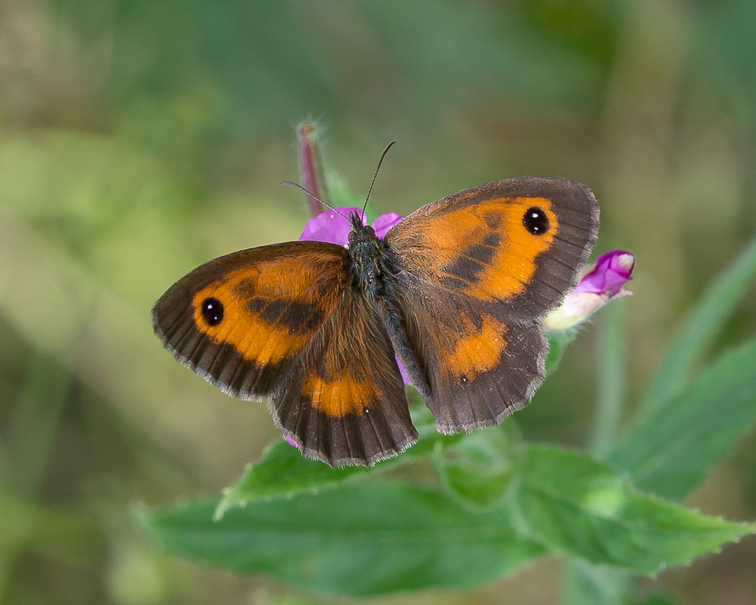 Gatekeeper (Pyronia tithonus)