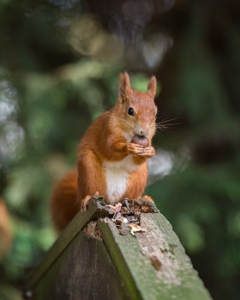 Red squirrel (Sciurus vulgaris)