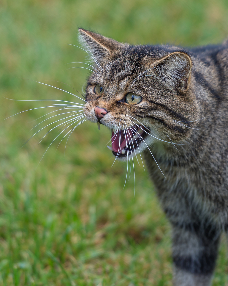 Scottish wildcat (Felis silvestris grampia)