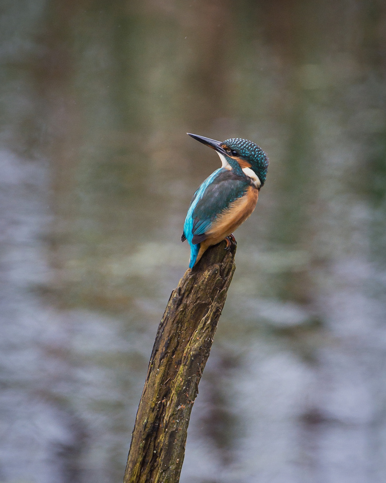 Common kingfisher (Alcedo atthis)