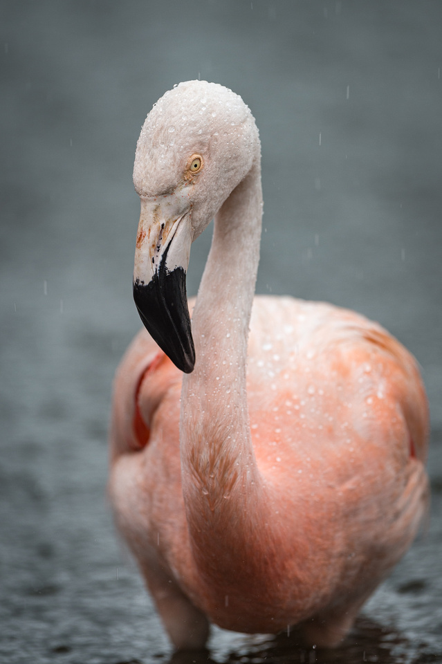 Chilean flamingo (Phoenicopterus chilensis)