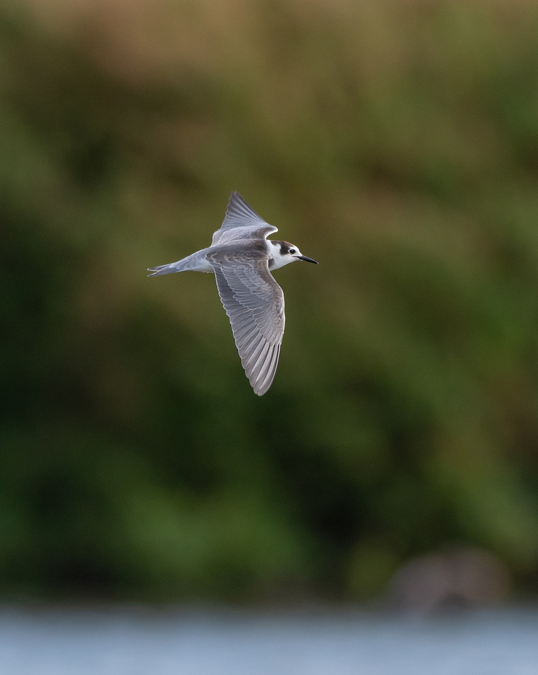 Black tern (Chlidonias niger)