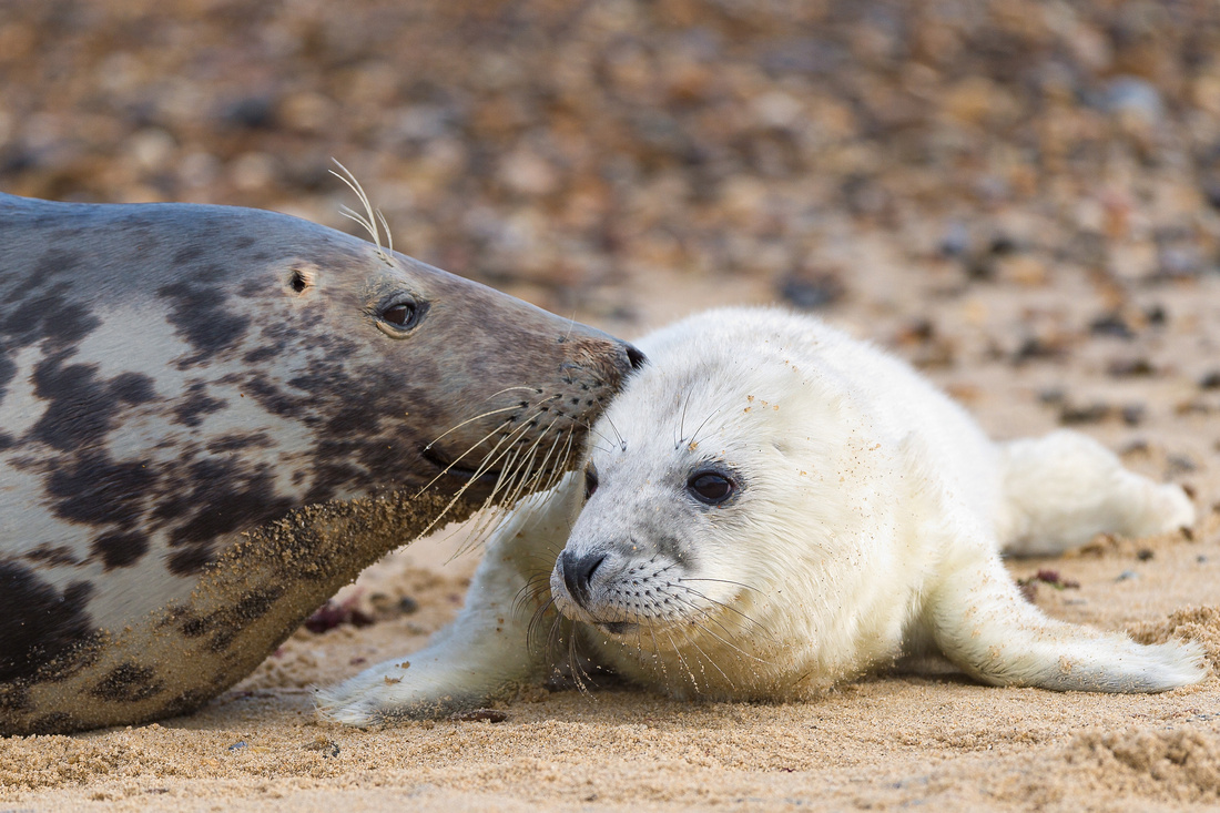 SEAL-ed with a kiss