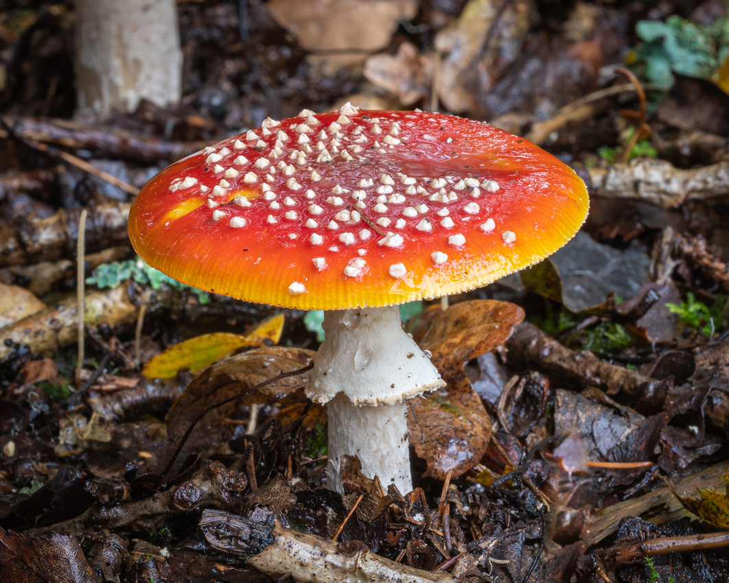 Fly agaric (Amanita muscaria)