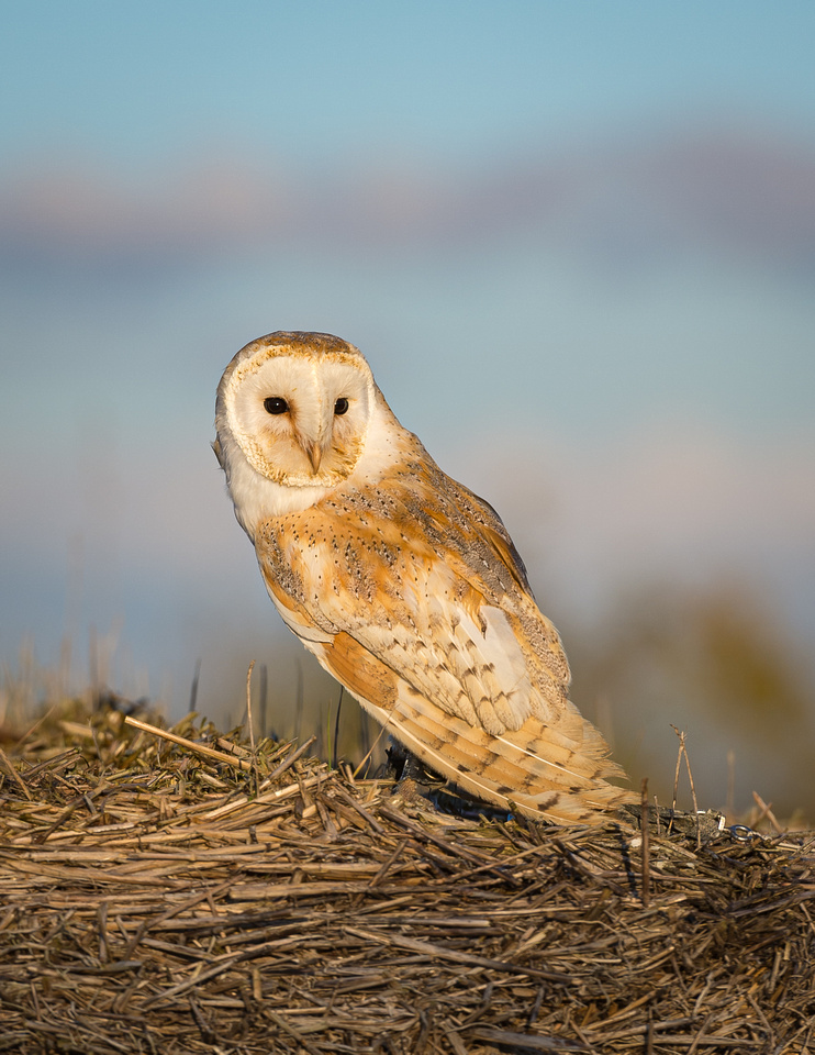 Barn owl (Tyto alba)