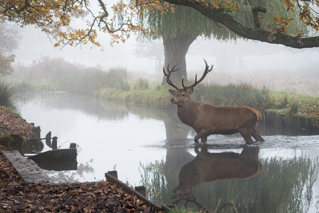 Red deer (Cervus elaphus)