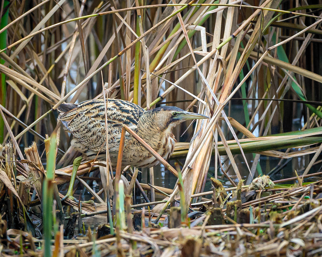 Great bittern (Botaurus stellaris)