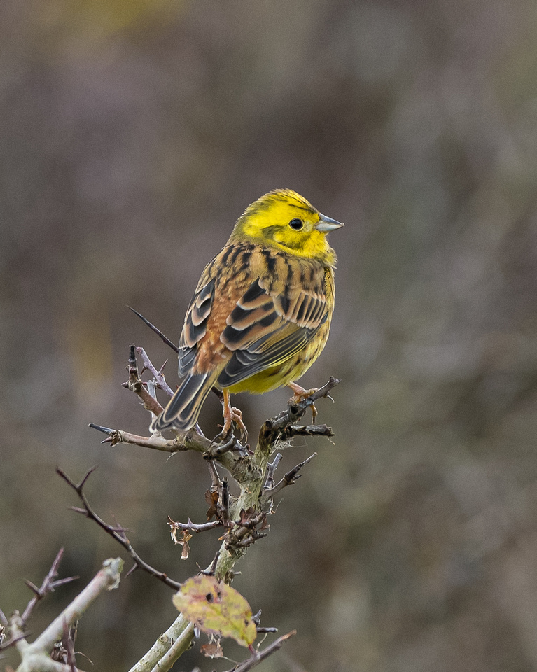 Yellowhammer (Emberiza citrinella)