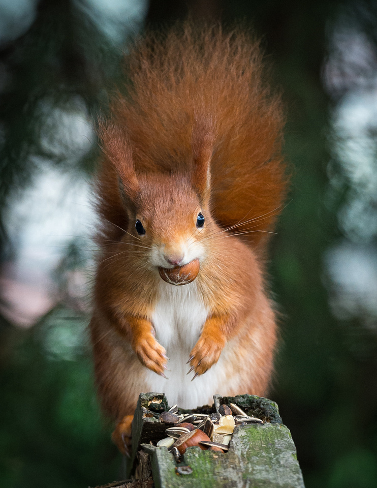 Red squirrel (Sciurus vulgaris)