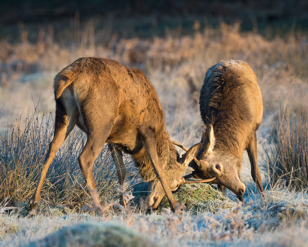 Red deer (Cervus elaphus)